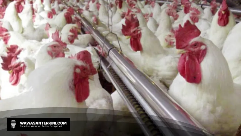 Naik Turun Harga Ayam: Investasi di Sektor Poultry Menguntungkan?