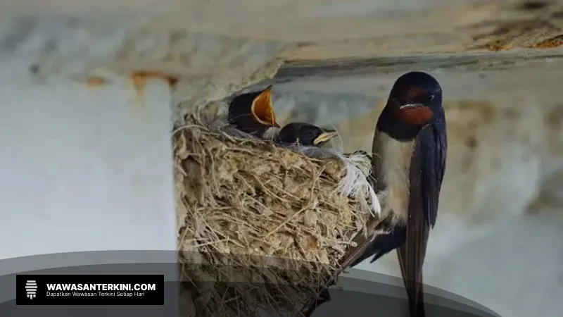 NEST Tunjukkan Komitmen dalam Industri Sarang Burung Walet