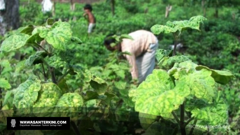 Menggali Potensi Ekonomi Petani Nilam Melalui Inklusi Keuangan