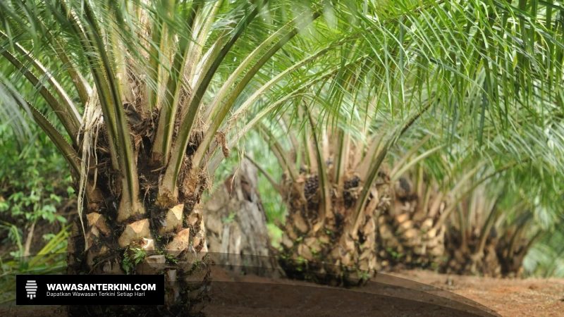 Kolaborasi Penting untuk Kesejahteraan Petani Sawit Swadaya