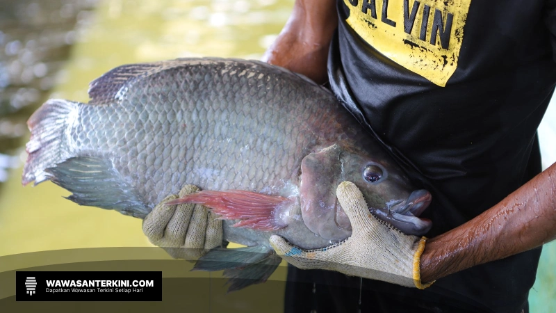 Penebaran Benih Ikan Nila Salin Demi Swasembada Pangan