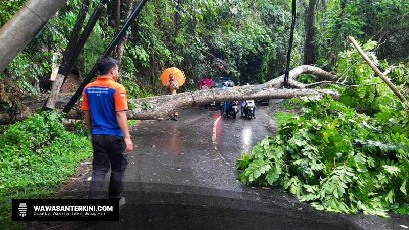 Bencana Pohon Tumbang di Bali: Sebanyak 54 Kasus dalam Sehari